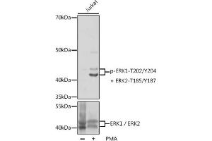 Western blot analysis of extracts of Jurkat cells, using Phospho-ERK1-T202/Y204 + ERK2-T185/Y187 pAb (ABIN7268624) at 1:1000 dilution or ERK1 / ERK2 antibody (ABIN7268619). (ERK1 anticorps  (pThr185, pThr202, pThr204, pTyr187))