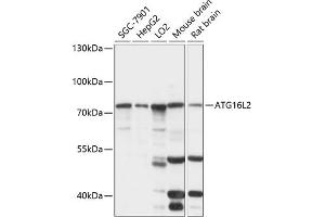 Western blot analysis of extracts of various cell lines, using L2 antibody (ABIN7265791) at 1:1000 dilution.