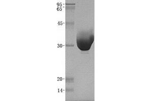 Chymotrypsin C (Caldecrin) (CTRC) protein