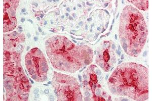 Rabbit Anti-ALDOB antibody  Formalin Fixed Paraffin Embedded Tissue: Human Kidney Primary antibody Concentration: 1:100 Secondary Antibody: Donkey anti-Rabbit-Cy3 Secondary Antibody Concentration: 1:200 Magnification: 20x Exposure Time: 0.