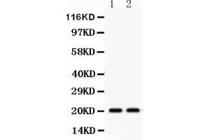 Anti-HSPB2 Picoband antibody, Western blottingAll lanes: Anti HSPB2  at 0. (HSPB2 anticorps  (AA 1-182))