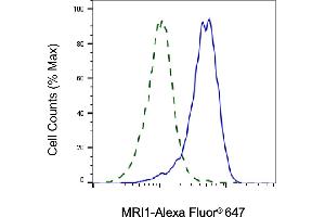 Validation of MRI1 knockdown using flow cytometry. (MRI1 anticorps)