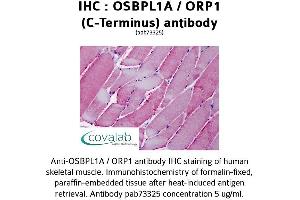 Image no. 2 for anti-Oxysterol Binding Protein-Like 1A (OSBPL1A) (C-Term) antibody (ABIN1737699) (OSBPL1A anticorps  (C-Term))