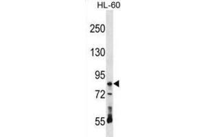 Western Blotting (WB) image for anti-Ribonucleoprotein, PTB-Binding 1 (RAVER1) antibody (ABIN2999014) (RAVER1 anticorps)