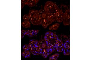 Immunofluorescence analysis of human placenta cells using CDH5 Rabbit pAb (ABIN6134029, ABIN6138297, ABIN6138298 and ABIN6216033) at dilution of 1:100 (40x lens).
