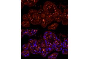 Immunofluorescence analysis of human placenta cells using CDH5 Rabbit pAb (ABIN6134029, ABIN6138297, ABIN6138298 and ABIN6216033) at dilution of 1:100 (40x lens). (Cadherin 5 anticorps  (AA 650-750))