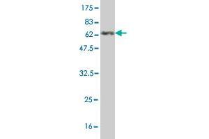 Western Blot detection against Immunogen (61.