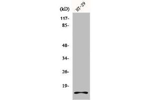 Western Blot analysis of HT29 cells using Histone H2A. (H2AFX anticorps  (C-Term))