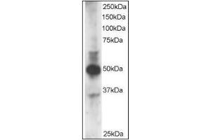 Staining (3µg/ml) of MOLT-4 lysate (RIPA buffer, 35µg total protein per lane). (GATA3 anticorps  (N-Term))