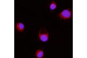 IF analysis of ERLIN2 using anti-ERLIN2 antibody (ABIN7602582). (ERLIN2 anticorps  (AA 87-339))