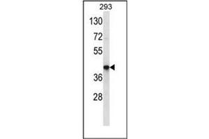 Western blot analysis of OR10J3 Antibody (N-term) in 293 cell line lysates (35ug/lane).