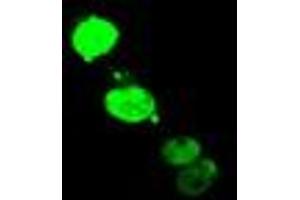 Anti-ELK3 mouse monoclonal antibody (ABIN2455046) immunofluorescent staining of COS7 cells transiently transfected by pCMV6-ENTRY ELK3 (RC203114). (ELK3 anticorps)