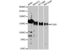 Western blot analysis of extracts of various cell lines, using ITGA5 antibody (ABIN1882336) at 1:1000 dilution. (ITGA5 anticorps)