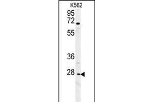 CXCR3 Antibody (Center) (ABIN654129 and ABIN2844003) western blot analysis in K562 cell line lysates (35 μg/lane). (CXCR3 anticorps  (AA 140-167))