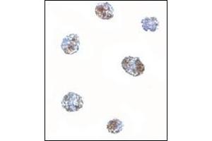 Immunocytochemistry of MATN3 in 3T3 cells with this product at 5 μg/ml.