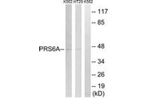 Western blot analysis of extracts from K562/HT-29 cells, using PRS6A Antibody. (PSMC3 anticorps  (AA 271-320))