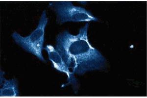 Immunofluorescence staining of human endothelial cells. (TRIM25 anticorps  (AA 32-210))