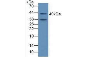 Rabbit Detection antibody from the kit in WB with Positive Control: Sample Mouse Serum. (AMBP Kit ELISA)