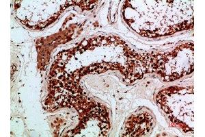 Immunohistochemical analysis of paraffin-embedded human-testis, antibody was diluted at 1:200 (Enkephalin anticorps  (AA 51-100))