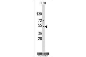 Western blot analysis of ACTB/ACTC Antibody in HL60 cell line lysates (35ug/lane). (Actin anticorps  (AA 189-218))