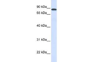 WB Suggested Anti-DDX1 Antibody Titration:  0. (DDX1 anticorps  (Middle Region))