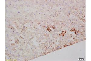 Formalin-fixed and paraffin embedded mouse liver labeled with Rabbit Anti SARM1 Polyclonal Antibody, Unconjugated (ABIN1387556) at 1:200 followed by conjugation to the secondary antibody and DAB staining (SARM1 anticorps  (AA 340-380))