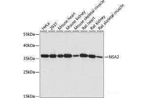 Western blot analysis of extracts of various cell lines using NSA2 Polyclonal Antibody at dilution of 1:1000. (NSA2 anticorps)