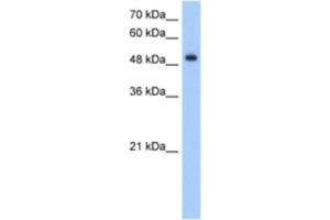 Western Blotting (WB) image for anti-delta/notch-Like EGF Repeat Containing (DNER) antibody (ABIN2463370) (DNER anticorps)