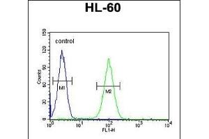 LNPEP Antibody (N-Term) (ABIN654230 and ABIN2844064) flow cytometric analysis of HL-60 cells (right histogram) compared to a negative control (left histogram). (LNPEP anticorps  (N-Term))