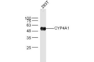 293T lysates probed with CYP4A1 Polyclonal Antibody, Unconjugated  at 1:300 dilution and 4˚C overnight incubation. (CYP4A11 anticorps  (AA 351-450))
