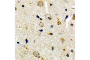 Immunohistochemical analysis of CEP135 staining in human brain formalin fixed paraffin embedded tissue section. (CEP135 anticorps  (C-Term))