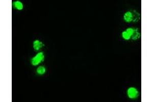Image no. 6 for anti-Myc Proto-Oncogene protein (MYC) antibody (ABIN1497013) (c-MYC anticorps)