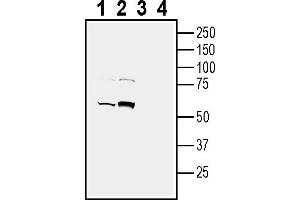 Western blot analysis of human SH-SY5Y neuroblastoma cell line lysate:1. (NPTX2 anticorps  (Secreted))
