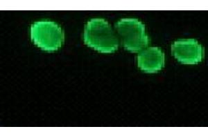 Immunofluorescence (IF) image for anti-Histone H2B antibody (ABIN1107547) (Histone H2B anticorps)