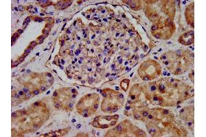IHC image of ABIN7157980 diluted at 1:300 and staining in paraffin-embedded human kidney tissue performed on a Leica BondTM system. (LEMD2 anticorps  (AA 17-204))