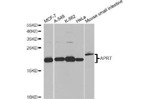 Western blot analysis of extracts of various cell lines, using APRT antibody. (APRT anticorps  (AA 1-180))