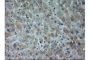 Immunohistochemical staining of paraffin-embedded liver tissue using anti-NEUROG1mouse monoclonal antibody. (Neurogenin 1 anticorps)