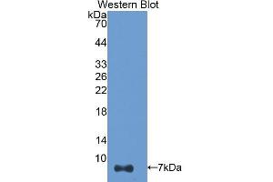 Western Blotting (WB) image for anti-Thymosin beta-4 (TMSB4X) (AA 1-44) antibody (ABIN1174829) (TMSB4X anticorps  (AA 1-44))