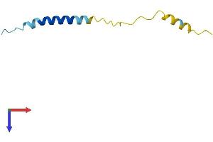 AlphaFold protein structure predicition of Human Recombinant MT-ATP8 Protein, UniprotID P03928