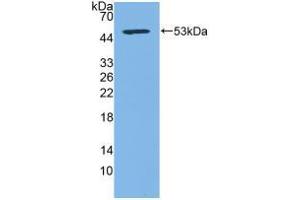 Western blot analysis of recombinant Human CD83. (CD83 anticorps  (AA 24-205))