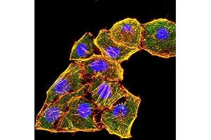 Immunofluorescence analysis of Hela cells using KRT6A mouse mAb (green). (KRT6A anticorps  (AA 253-352))