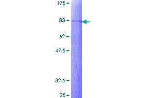 Image no. 1 for DEP Domain Containing 7 (DEPDC7) (AA 1-511) protein (GST tag) (ABIN1351460)