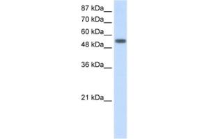 Western Blotting (WB) image for anti-Tyrosyl-tRNA Synthetase (Yars) antibody (ABIN2462148) (YARS anticorps)