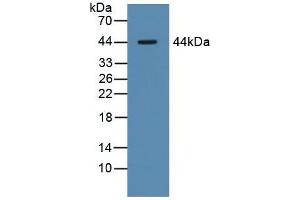Western blot analysis of Pig Liver Tissue. (Asialoglycoprotein Receptor 1 anticorps  (AA 77-289))