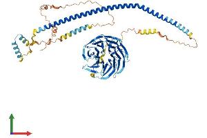 AlphaFold protein structure predicition of Human Recombinant SPAG16 Protein, UniprotID Q8N0X2