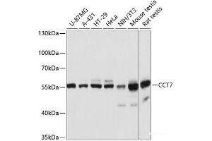 Western blot analysis of extracts of various cell lines using CCT7 Polyclonal Antibody at dilution of 1:3000. (CCT7 anticorps)