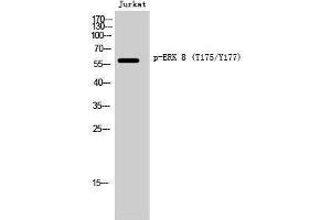 Western Blotting (WB) image for anti-Mitogen-Activated Protein Kinase 15 (MAPK15) (pThr175), (pTyr177) antibody (ABIN3173040) (MAPK15 anticorps  (pThr175, pTyr177))