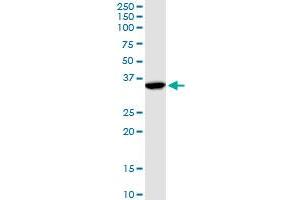ANXA1 MaxPab rabbit polyclonal antibody.