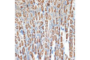 Immunohistochemistry of paraffin-embedded mouse stomach using B Rabbit mAb (ABIN7265767) at dilution of 1:100 (40x lens). (ATP4b anticorps)