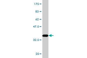 Western Blot detection against Immunogen (35.
